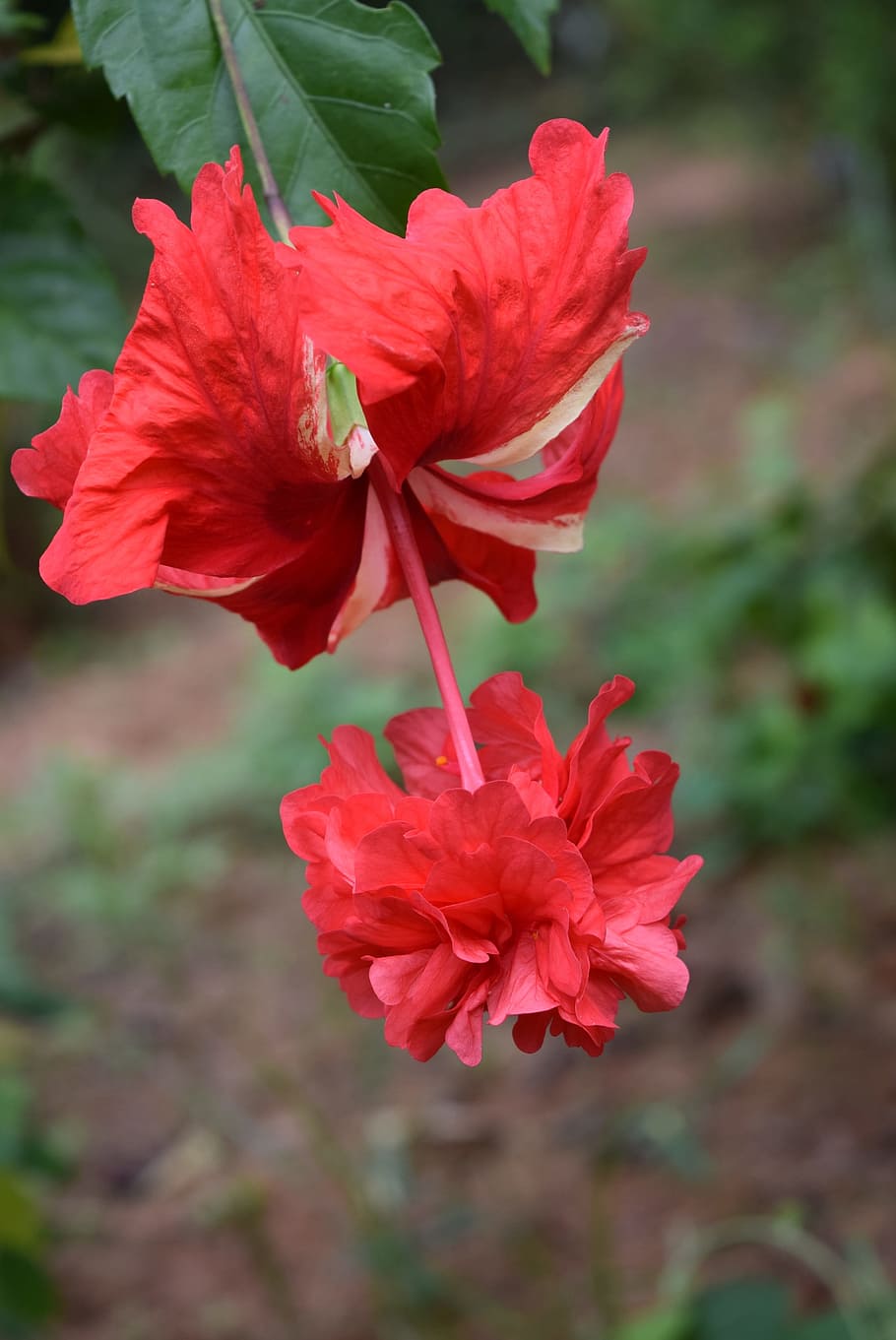 Hibiscus Rosa Sinensis Flower Red Double Flowering Plant Fragility