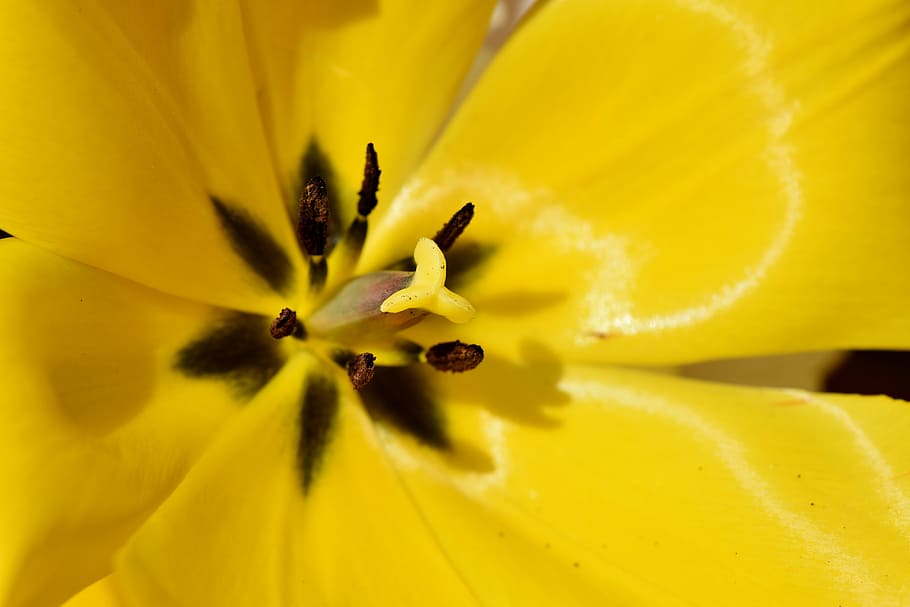 flor de pétalos amarilla, tulipán, schnittblume, flores de primavera, sello, estambres, pétalos, flor, florecer, jardín