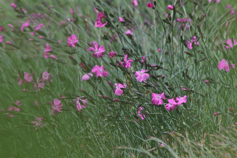 closeup, foto, pink, bunga dianthus, bunga, rumput, bidang, tanaman, alam, pertumbuhan