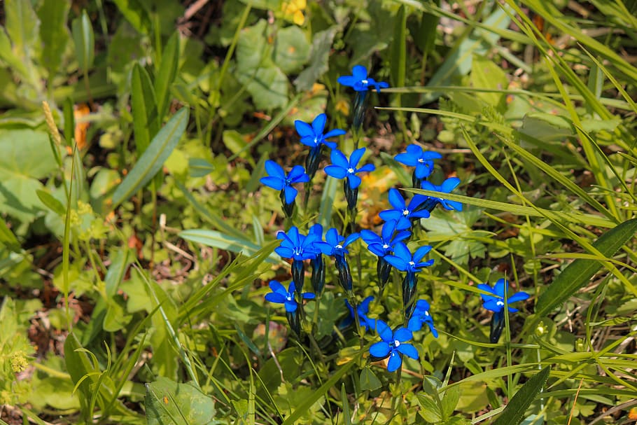 gentian, flower, alpine flower, nature, plant, blue, beauty in nature, flowering plant, growth, fragility