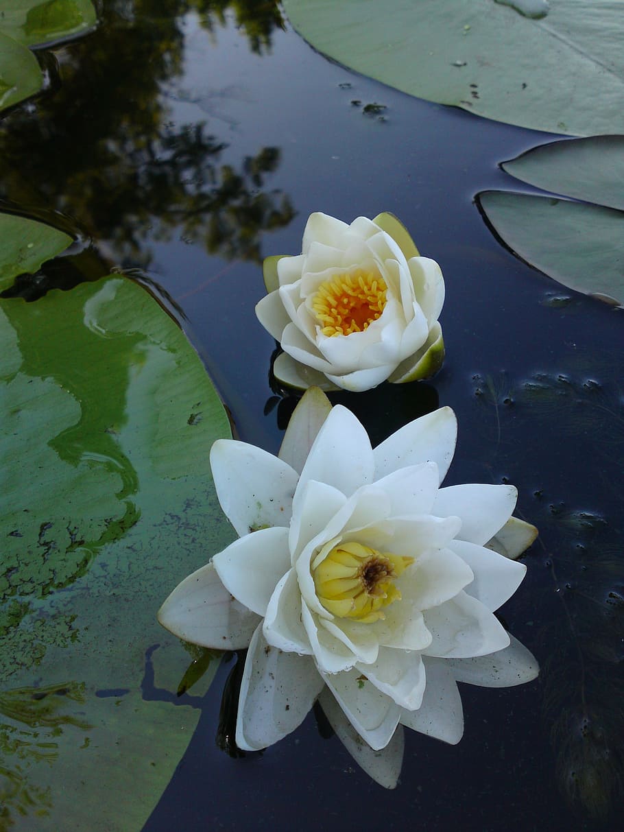 lily, river, plants, water Lily, nature, pond, lotus Water Lily, petal, lake, plant