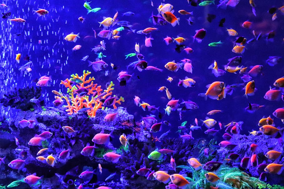 fish, rainbow, colors, aquarium, colorful, large group of animals, underwater, vertebrate, swimming, group of animals