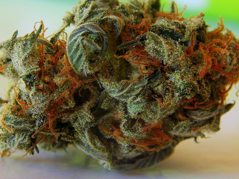 verde, naranja, planrt, hierba, marihuana, cannabis, brote, alto, belleza, marihuana: cannabis a base de hierbas