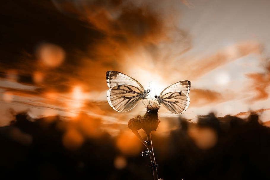 two, butterflies, flower, butterfly, sunset, back light, sky, mood, sun, landscape