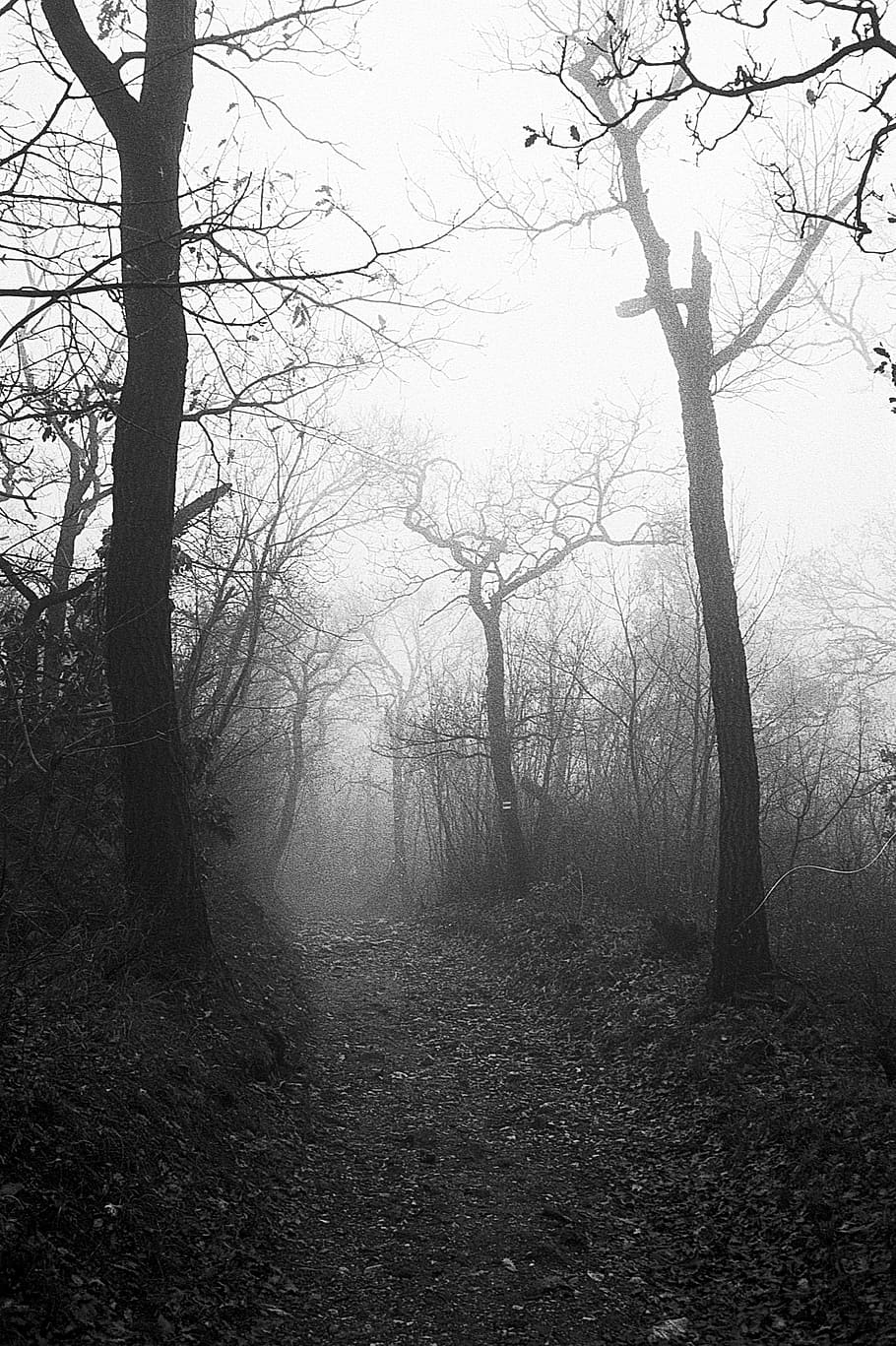 autumn, fog, forest, trees, mist, eerie, nature, landscape, tree, misty