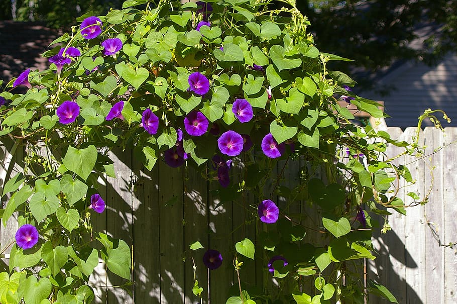 purple, petaled flowers, wooden, fence, morning glory, flowers, garden, climber, climbing plant, clamberer