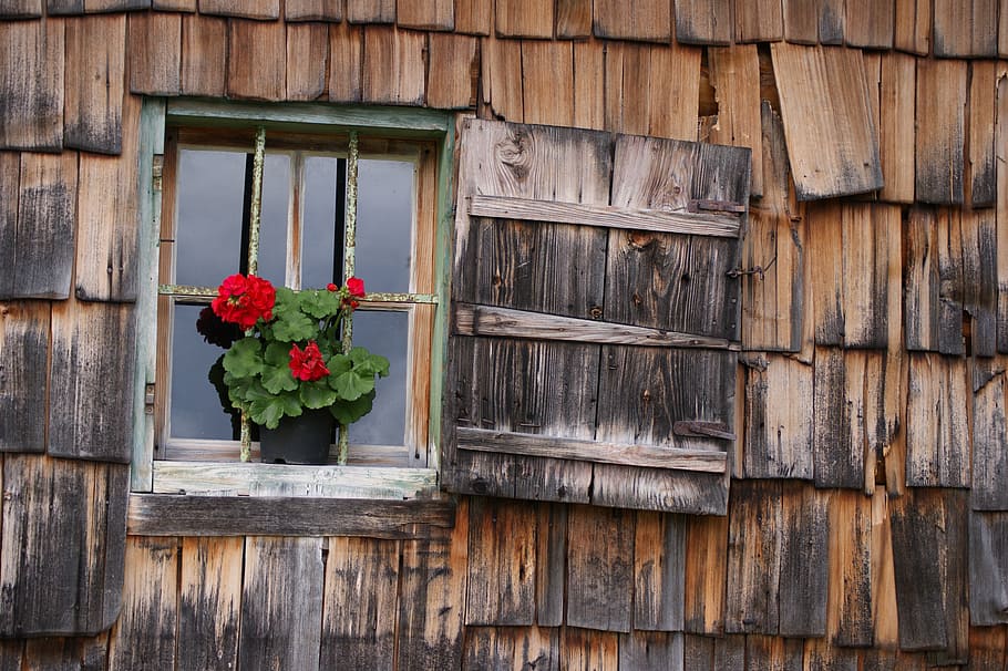 teal, wooden, framed, window, red, petaled flowers, vacation, shingle, house facade, wood shingles