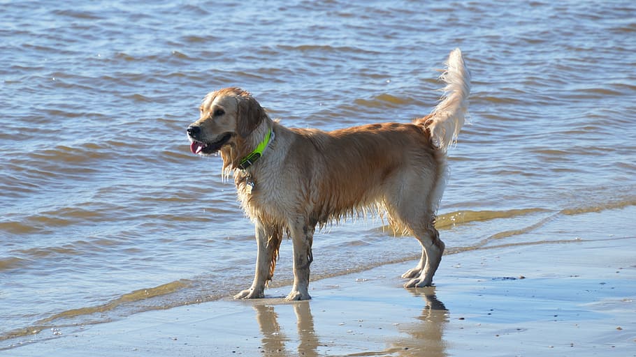 retriever dourado, praia, mar, mar do norte, callantsoog, canino, cachorro, um animal, temas animais, animais de estimação
