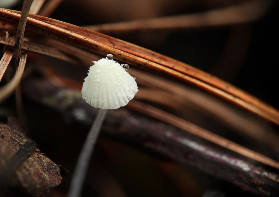 mushrooms, fungi, fungi are not edible, nature, forest, wild mushrooms, close-up, plant, selective focus, white color