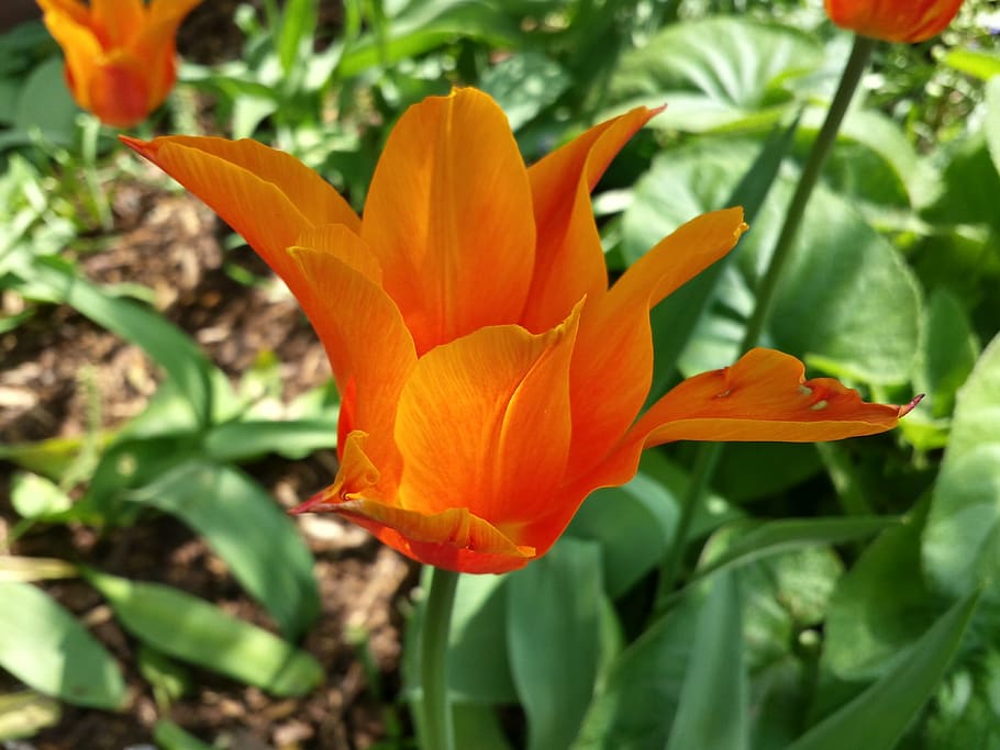 flower, spring, nature, wild flower, blossom, bloom, plant, orange flower, tulip, orange tulip