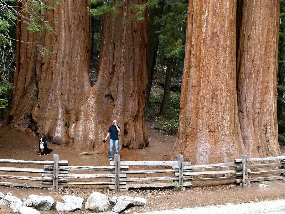 sequoia trees, sequoia, wood, california, usa, nature, tourist attraction, real people, full length, rear view