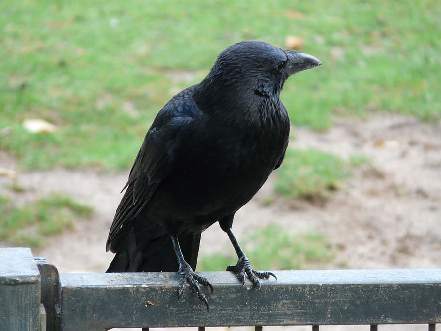 negro, cuervo, barra de acero, cuervo carroñero, corvus corone, pájaro cuervo, pájaro cantor, corvidae, cuenta, sentarse