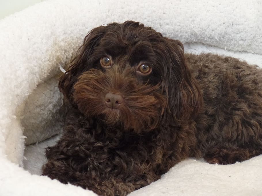 cockapoo, dog, cute, canine, pet, resting dog, canine dog, animal, adorable, dog in bed
