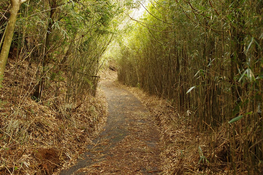 bosque de bambú, camino forestal, bambú, camino, planta, sendero, el camino a seguir, dirección, tranquilidad, crecimiento