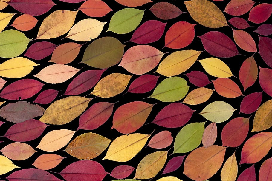multicolored, leaves, painting, black, background, true leaves, maple, autumn leaf, autumn, foliage leaf