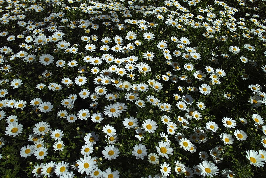 daisy, daisies, flower, macro, flowers, nature, macro chichewa, plant, spring, garden