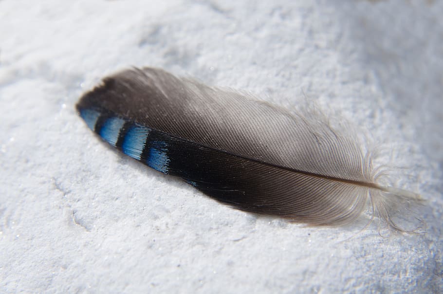 feather, macro, close, blue, nature, bird feather, blue-black, jay, close-up, animal