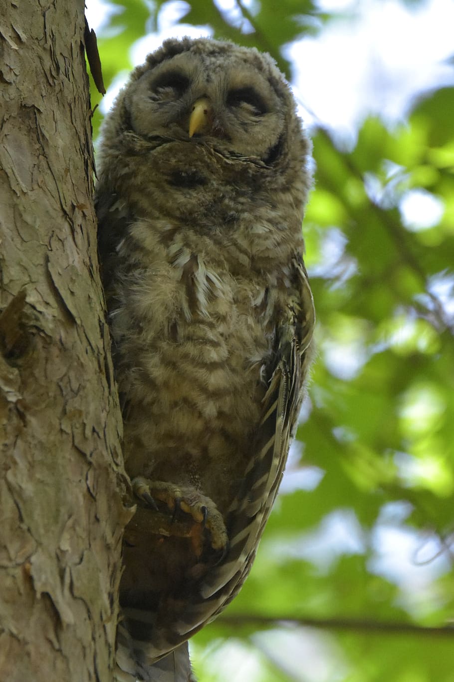 juvenile barred owl, taking a nap, perched on a tiny branch, blurred leaves background, animal themes, animal, one animal, vertebrate, tree, animals in the wild
