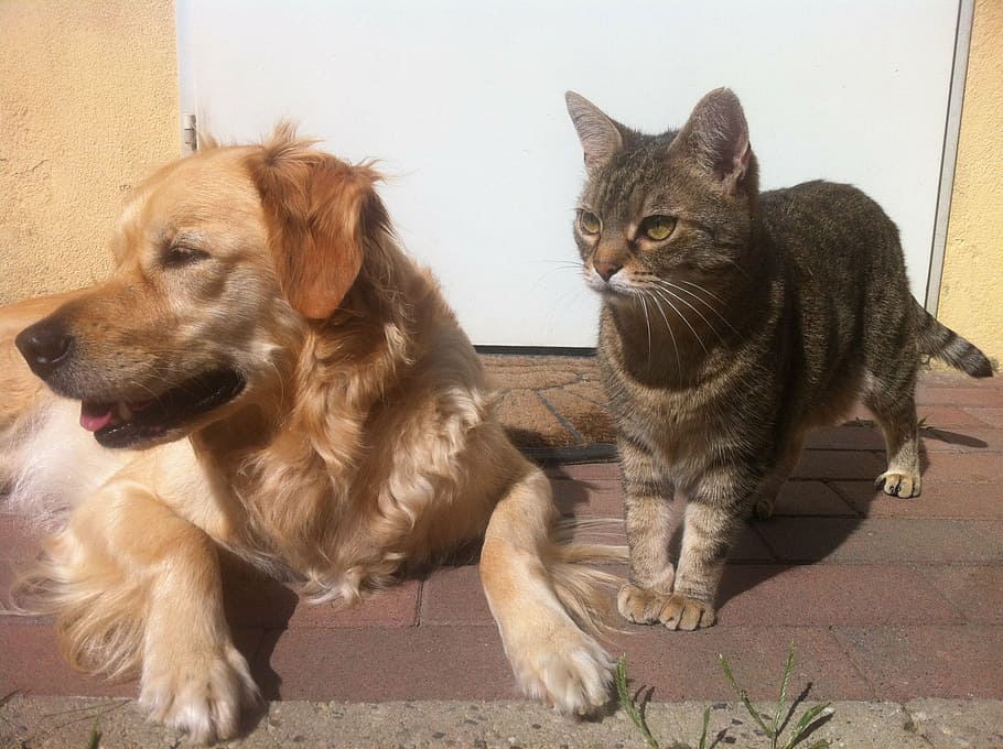 brown, tabby, cat, golden, labrador retriever, gray, pavement, dog, animals, pets