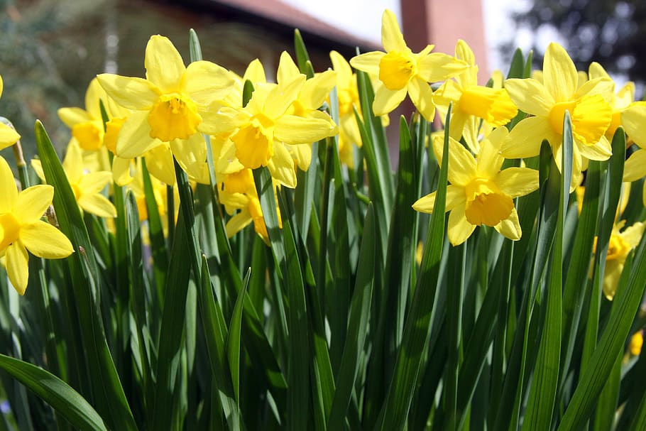 osterblumen, daffodils, osterglocken, easter, april, flower, blossom, bloom, plant, yellow