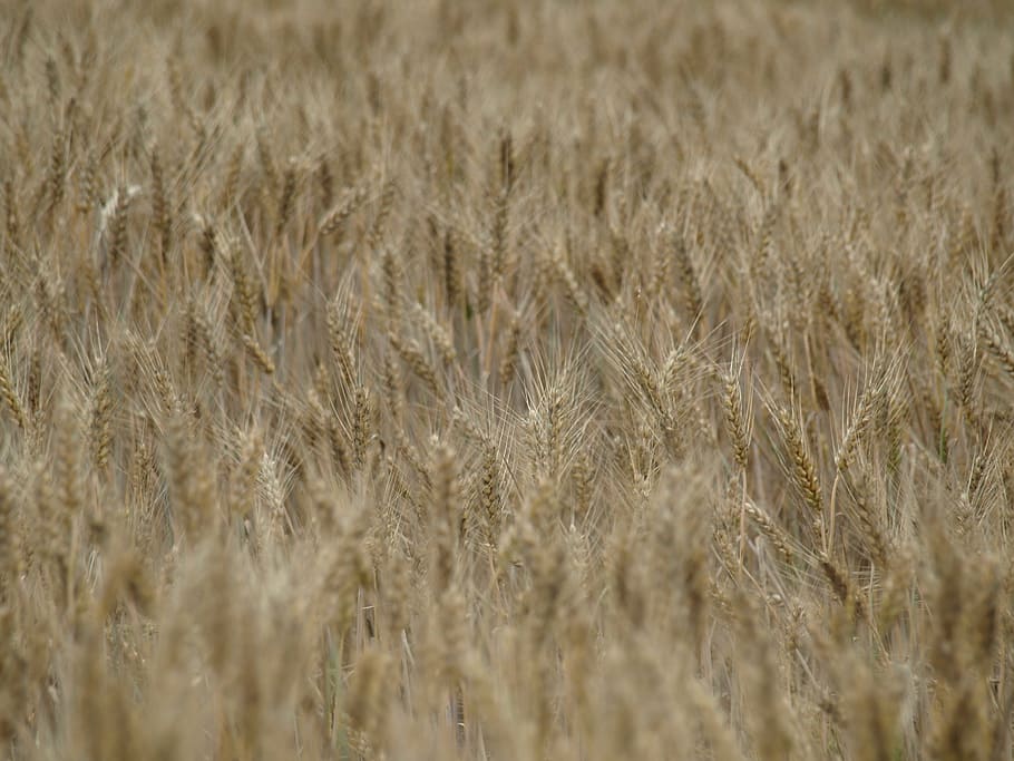 Wheat Field, Cereals, Spike, wheat, grain, cornfield, arable, field, wheat spike, golden yellow