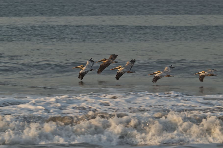 costa rica, ocean, waves, costa, landscape, sun, nature, relax, pelicans, group of animals