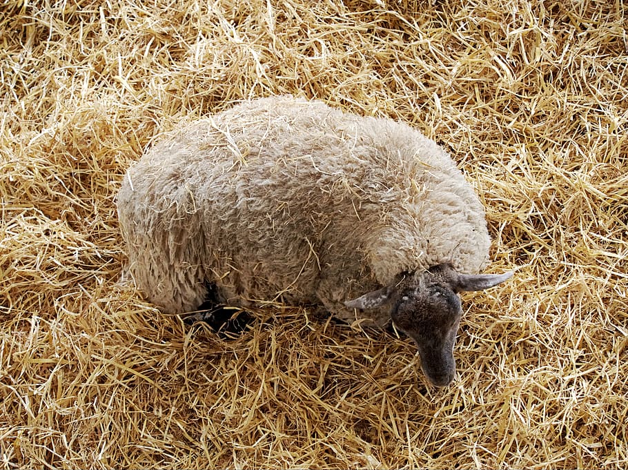 sheep, straw, wool, grazing, animal, farm, domestic, fleece, livestock, domesticated