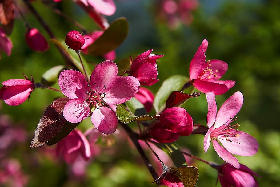 pink flowers, embellishment, coccinella, malus, holzapfel, nature, plant, season, garden, flowers