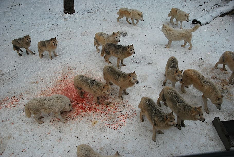 Fotos lobos de nieve libres de regalías | Pxfuel