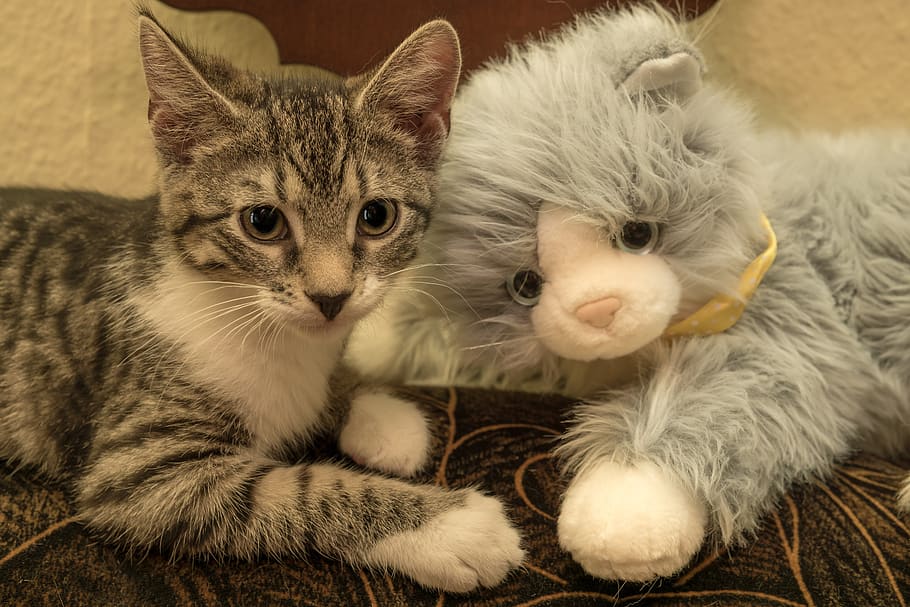 Деменция у кошек. Милые котики Игрушечные почти настоящие фото. Скумбрия игрушка для кота. Бай бай кот. Amazing Cat.