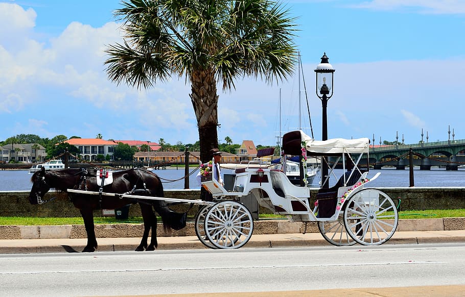 kuda, kereta, Kuda Dan Gerbong, St Augustine, florida, pariwisata, melihat-lihat, naik, transportasi, pelatih