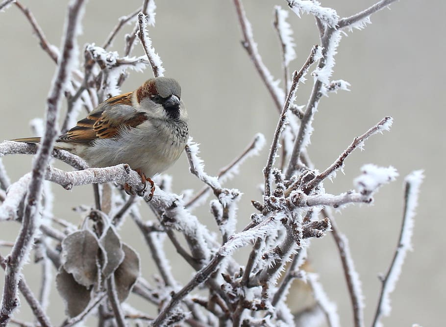 sparrow, snow-covered, tree branch, frozen, winter, birds, casey, tree, branch, bird