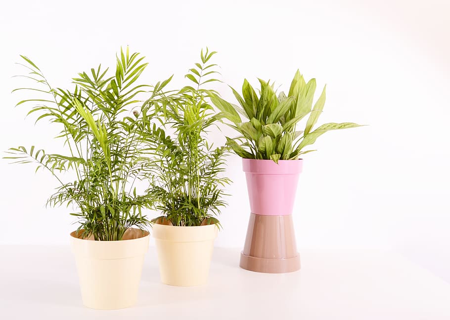 green potted plants, plants, flowerpot, plastic, color, colorful, pot, garden, container, flower