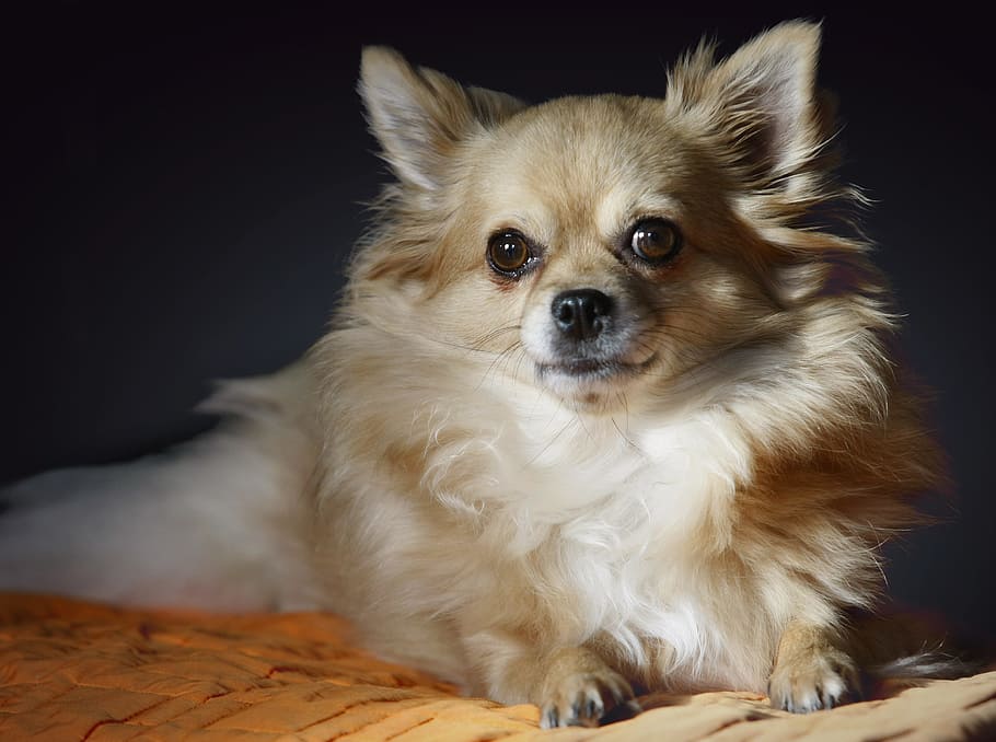 Chihuahua, perrito, lindo, mascota, perro, mamíferos, retrato, animales, de cerca, un animal