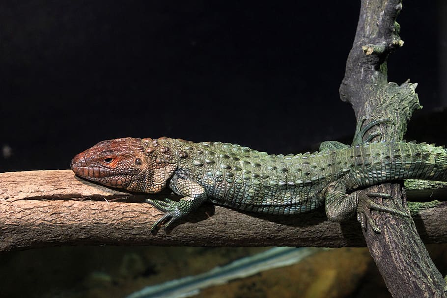 northern caiman lizard, lizard, reptile, animal, wildlife, wild, zoology, species, wilderness, environment