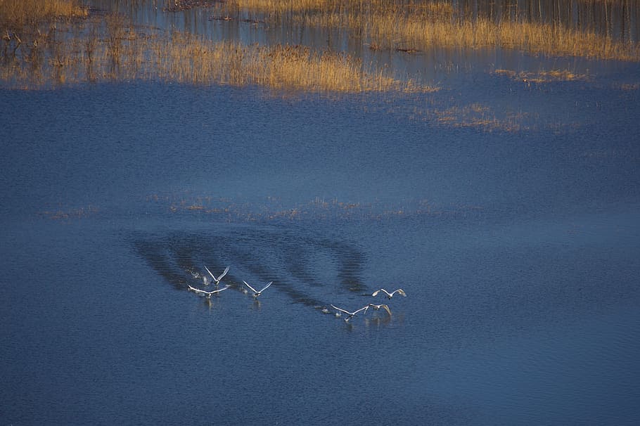 Swan, Take Off, Yellow River, Birds, flight, nature, lake, water, reflection, blue