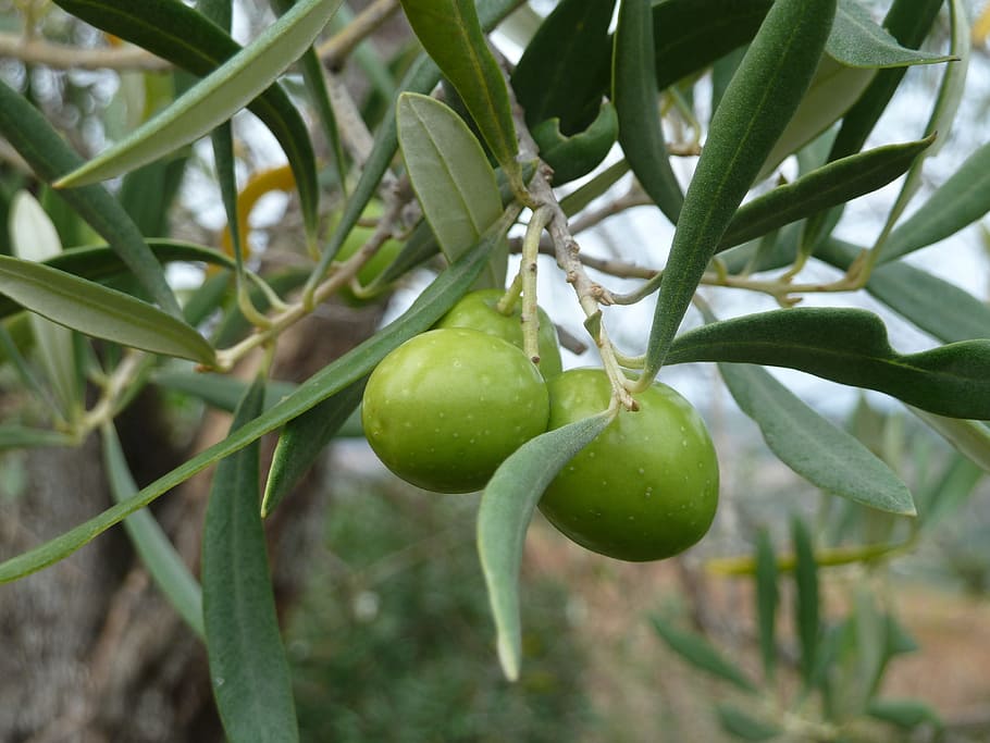 olive, tree, italy, fruit, food, food and drink, growth, healthy eating, plant, green color