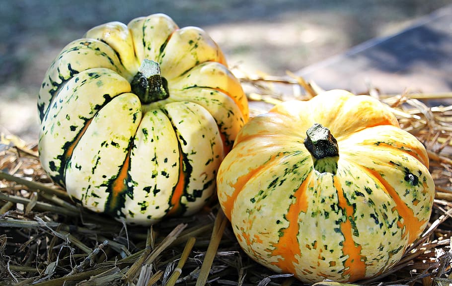 two green-and-orange squashes, thanksgiving, pumpkins, autumn, autumn decoration, decoration, colorful, vegetables, decorative, seasonal