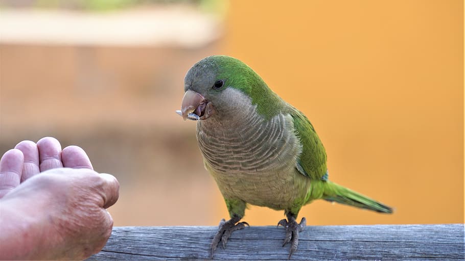 parrot, green, the slender-billed parakeet, bird, bill, sun flower core, nature, wild, animal world, plumage