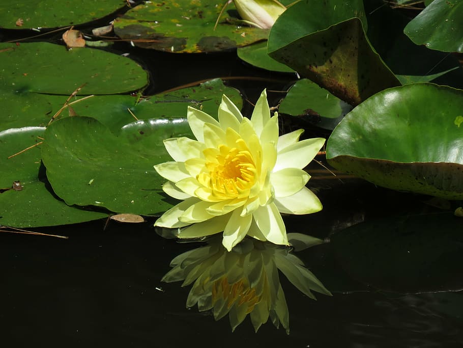 flower, heritage museums, cape cod, yellow, aquatic, water Lily, pond, nature, lotus Water Lily, lake