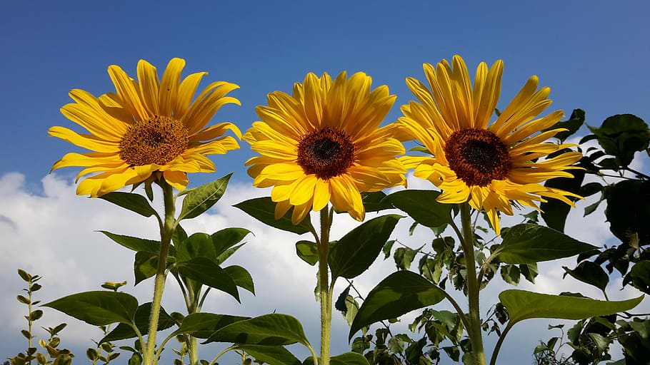 three, sunflowers, daytime, next to each other, yellow, flower, flowering plant, plant, freshness, growth