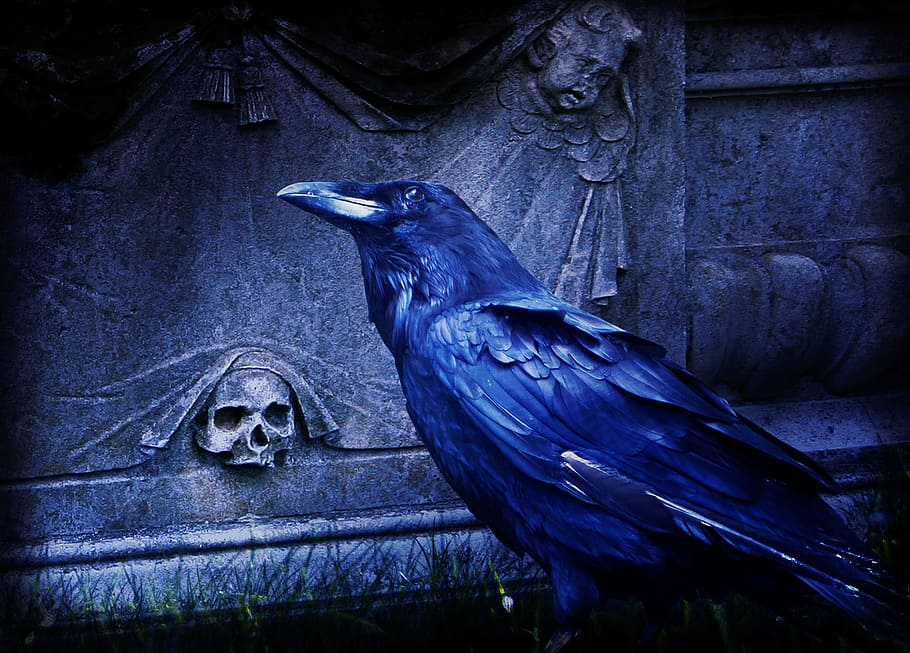 blue bird, composing, raven, dark, cemetery, night, bird, animal, animal themes, animal wildlife
