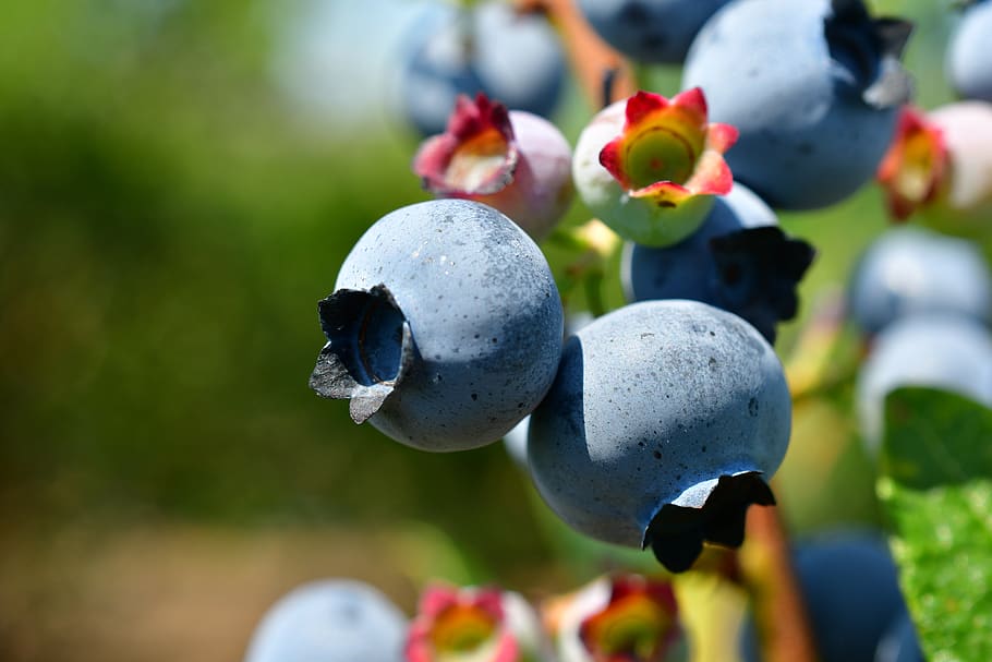 blueberries, superfoods, antioxidants, healthy foods, plant, focus on foreground, growth, day, close-up, nature