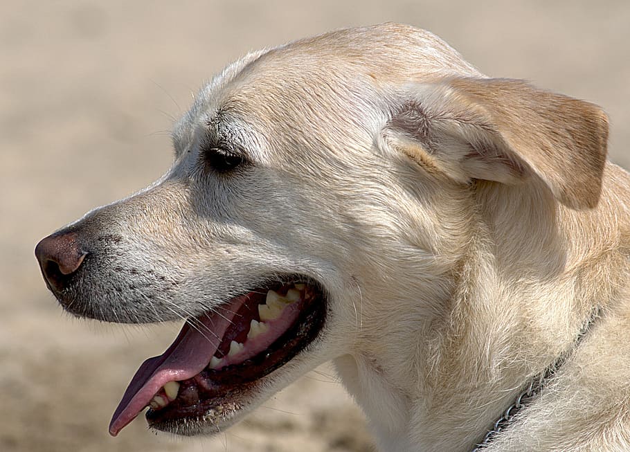 cães, de praia, molhado, Toque, verão, animal, canino, agua, areia, período de férias