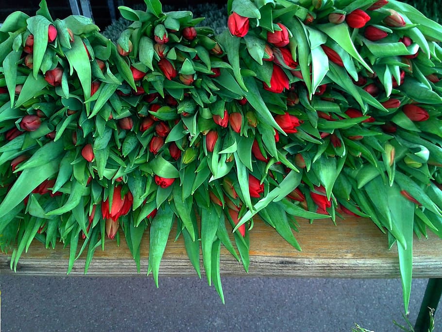 Tulips, Bouquets, Market Stall, tulips bouquets, sale, goods, flowers, market day, sales stand, farmers local market