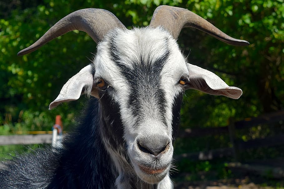 goat, portrait, face, horns, close up, head, animal, nature, white, gray