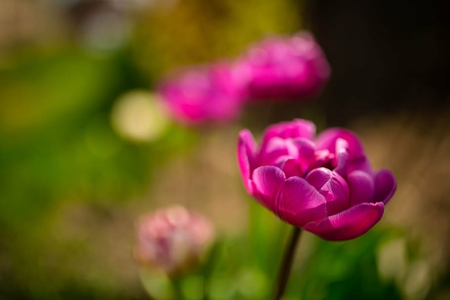 ピンク, チューリップの花, 浅い, フォーカス写真, 紫, 花, 緑, 葉, 屋外, 自然