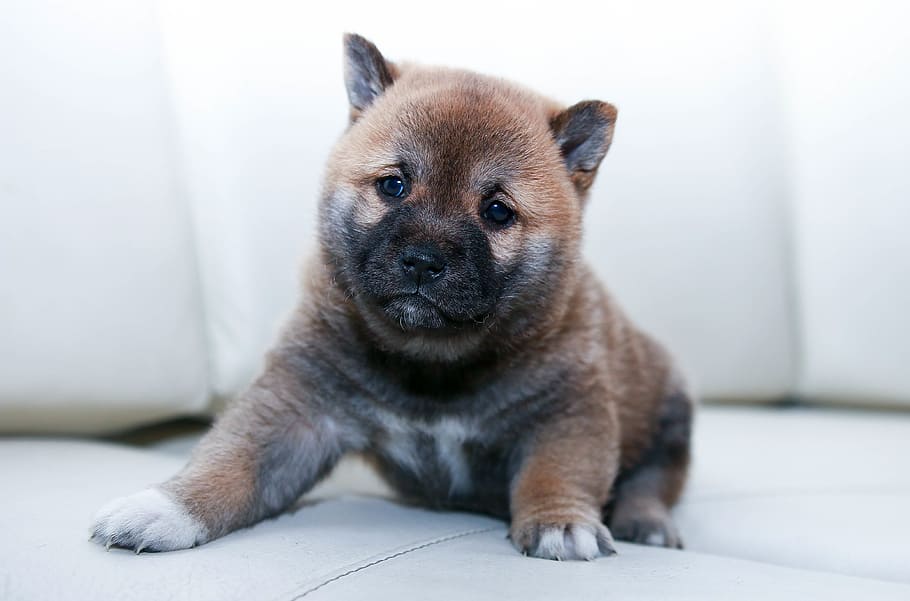 brown, black, akita inu puppy, dog, puppy, canine, animal, cute, pet, adorable