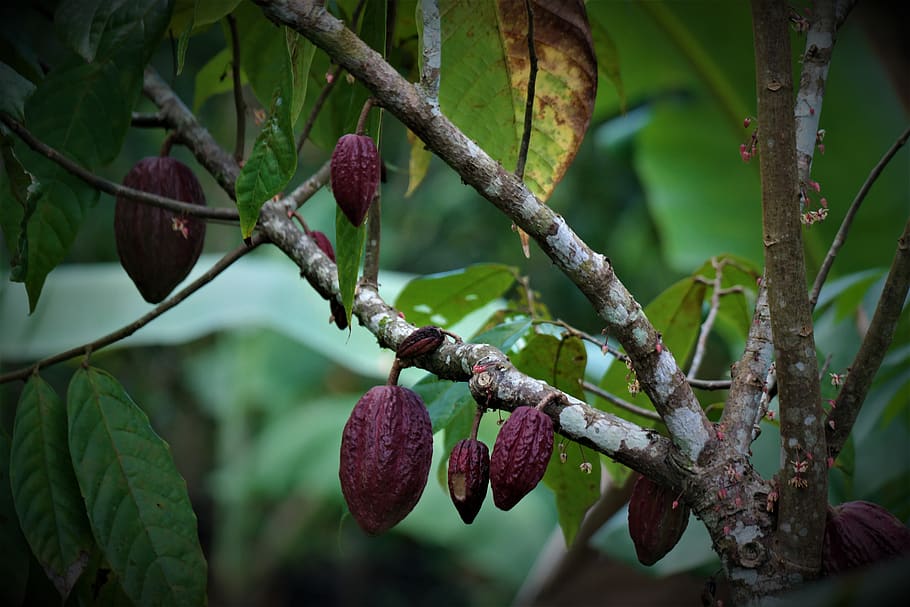 plant, fruits, cocoa, agriculture, tree, growth, fruit, food and drink, healthy eating, focus on foreground