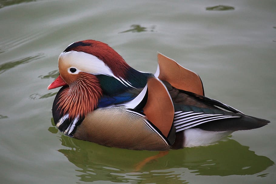 duck, mandarin ducks, colorful, bird, water bird, plumage, male, pond, mandarin duck, animal themes